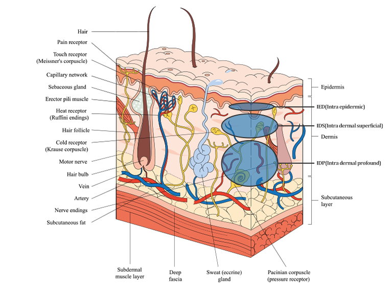 mesotherapy for alopecia,meso hair treatment