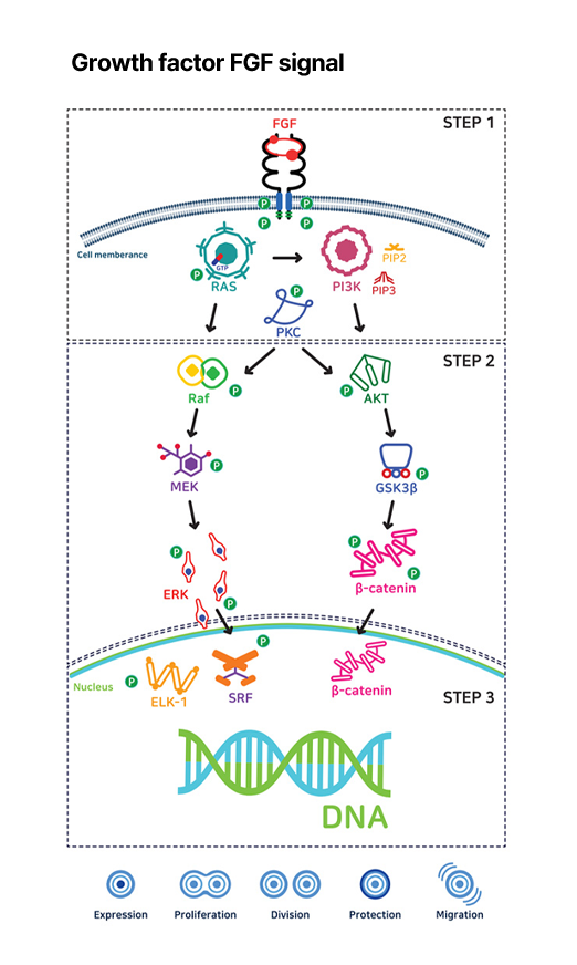 cytokines therapy for alopecia